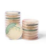 Thermo Fisher Scientific targets Candida auris with new chromogenic media