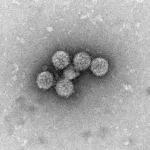 Orthogon Therapeutics funding round puts fresh focus on BK virus risk in transplant patients