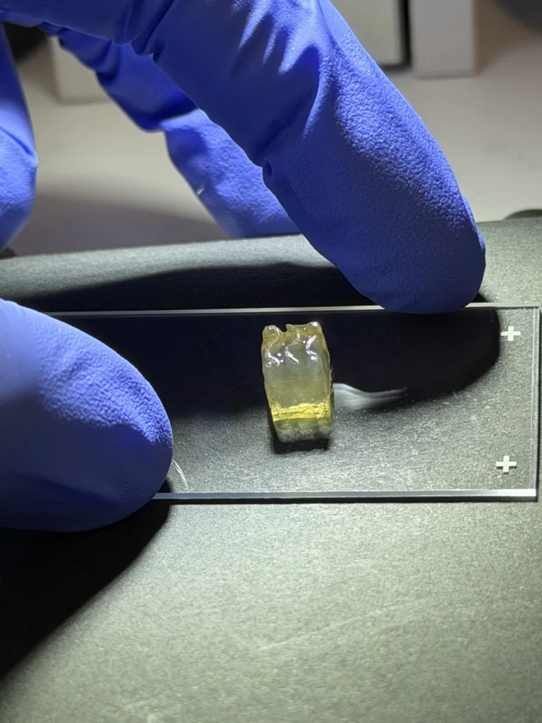 Auxilium Biotechnologies tests multi-product tissue manufacturing in microgravity